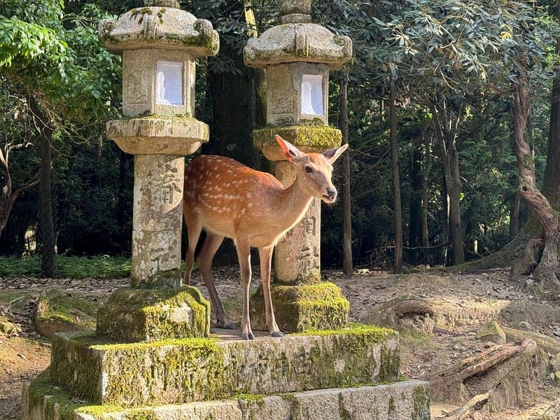 Nara Deer Park & Todaiji Temple Tour