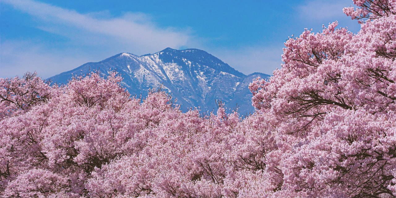 Cherry Blossom Season in Japan: The Events Nobody Tells You About