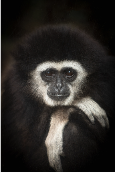 Fading Portraits: Chiyuka Ogawa Photography Exhibition